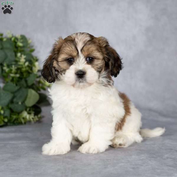 Beverly, Teddy Bear Puppy